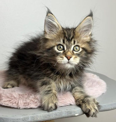 Maine Coon black tabby 11 Wochen