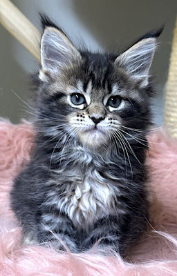 Maine Coon black tabby Kitten 8 Wochen 