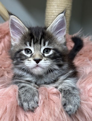 Maine Coon black tabby 7 Wochen