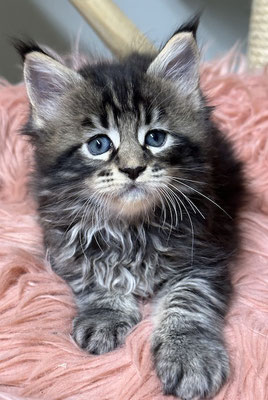 Maine Coon in black tabby 6 Wochen
