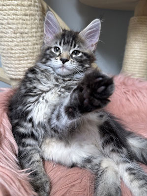 Maine Coon black classic tabby  11 Wochen