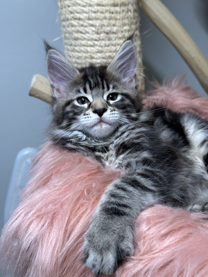 Maine Coon black classic tabby  11 Wochen