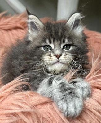 Maine Coon blue tabby 7 Wochen