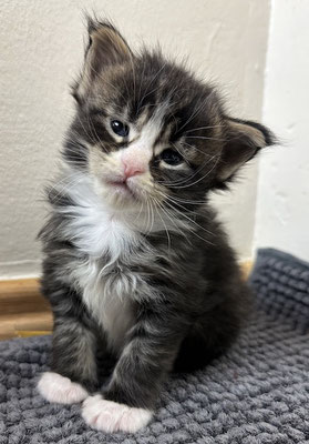 Maine Coon black tabby white Kitten 4Wochen