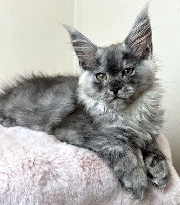 Maine Coon Kitten  black smoke 13 Wochen