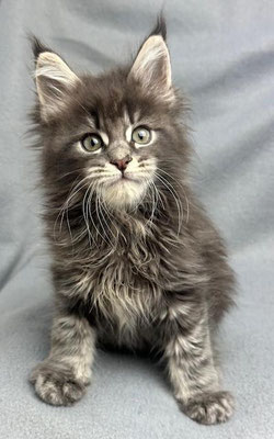 Maine Coon blue tabby 8 Wochen