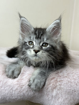 Maine Coon Kitten black silver classic tabby 9 Wochen