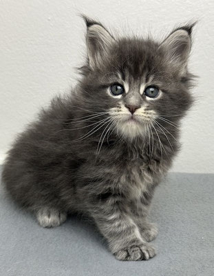 Maine Coon 5 Wochen