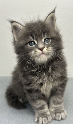 Maine Coon 5 Wochen