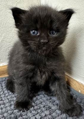 Maine Coon Kitten black 4 Wochen