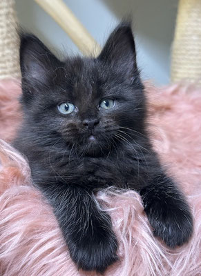 Maine Coon black Kitten 8 Wochen