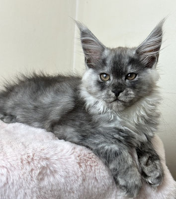 Maine Coon Kitten  black smoke 13 Wochen