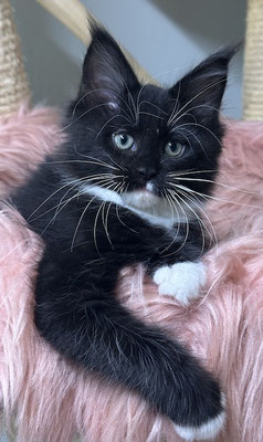 Maine Coon black Kitten 11 Wochen 