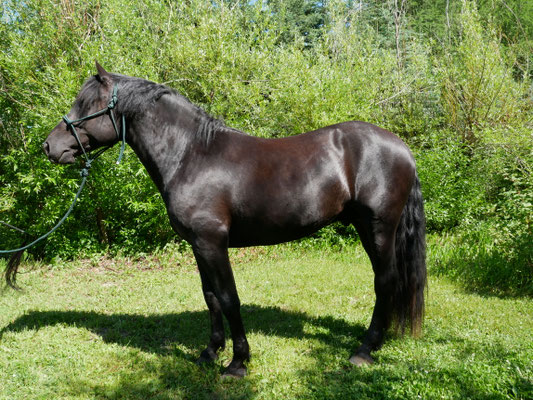 Beckett's Creek Yugo Beaumont - 3 year old Canadian Horse Stallion