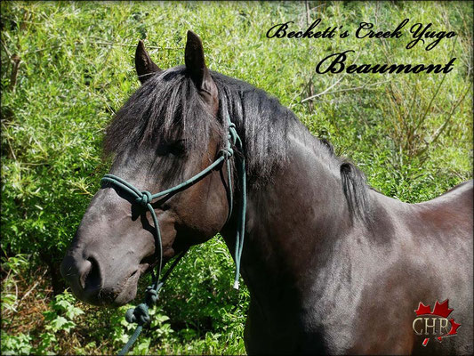 Beckett's Creek Yugo Beaumont - 3 year old Canadian Horse Stallion
