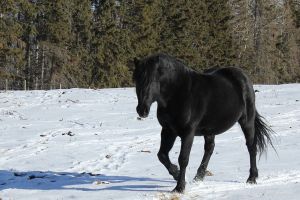 Cherry Creek Fonzie Revelstoke