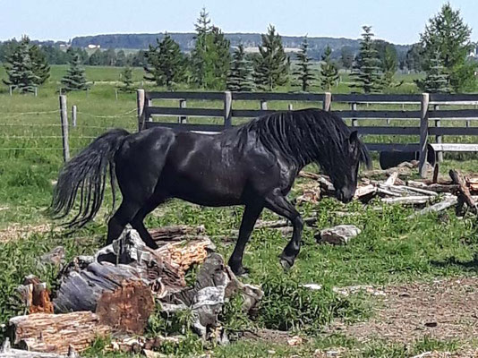 Cherry Creek Fonzie Revelstoke Canadian Horse Stallion