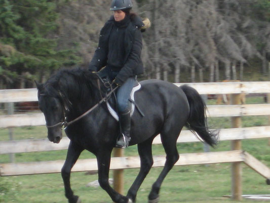 Cherry Creek Fonzie Revelstoke - Black Canadian Horse Stallion at Stud