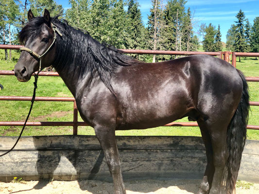 Beckett's Creek Yugo Beaumont - 2 year old stallion