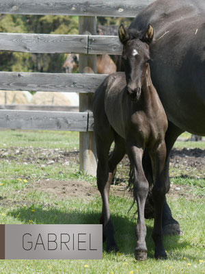 Horses for sale - Registered Canadian Horses available
