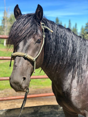 Beckett's Creek Yugo Beaumont  - 2 year old stallion