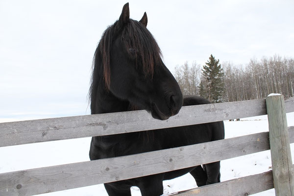Beckett's Creek Yugo Beaumont - Canadian Horse Stallion at Stud in Cremona, Ablerta
