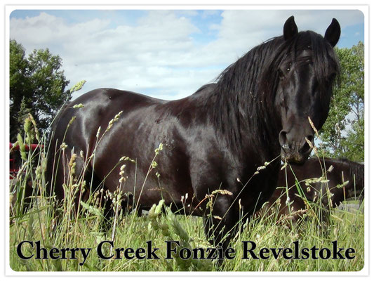 Cherry Creek Fonzie Revelstoke - Earl Blain - At Stud