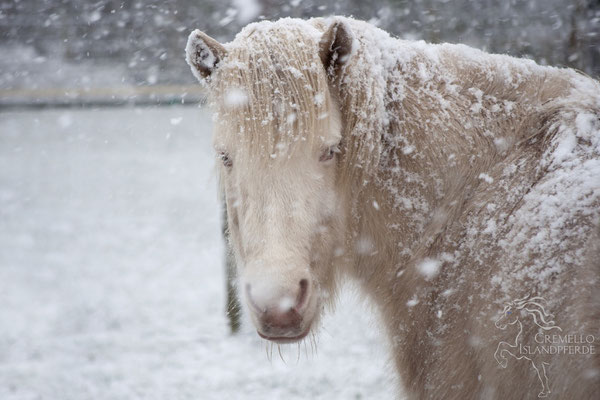 Februar 2016 - Kelda im Schnee