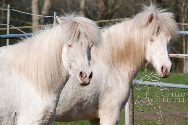 Juni 2015 - Blondinen bevorzugt