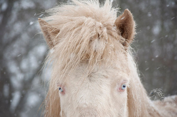 Februar 2015 - Baby's got blue eyes...