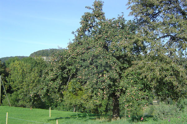 Hochstammobstbaum auf dem Biohof Rüebisberg