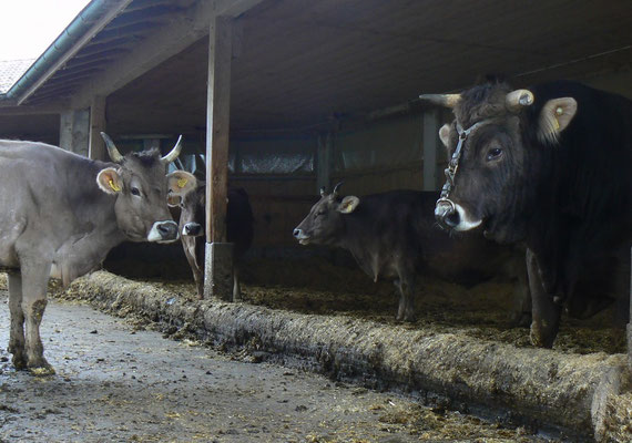 Kuh und Stier im Laufstall, Biohof Rüebisberg