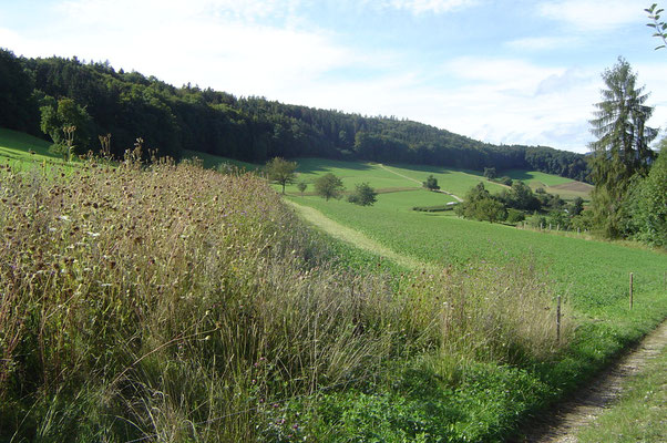 Buntbrache, Biohof Rüebisberg