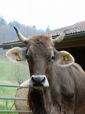 Kuh mit Hörnern, Biohof Rüebisberg