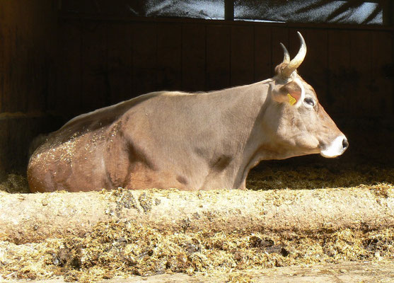 Liegende Kuh an der Sonne, Biohof Rüebisberg