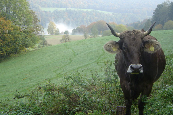 Kuh im Herbst, Biohof Rüebisberg