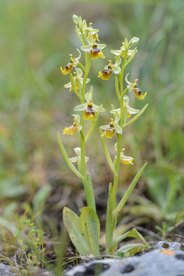 Bianca-Ragwurz (Ophrys biancae)