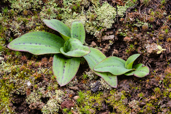 Blattrosetten der Keuschorchis (Neotinea maculata)