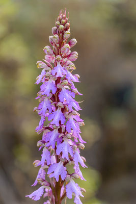 Riesenknabenkraut (Barlia metlesicsiana)