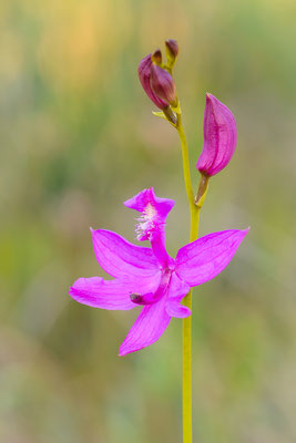 Grass pink (Calopogon tuberosus)