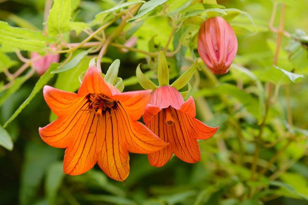 Kanaren-Glockenblume (Canarina canariensis)