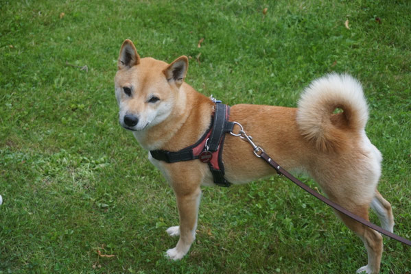 Shiba Inu Zucht Im Herzen Von Sachsen Shibas Vom Rodelandbach