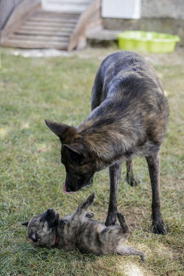 dag 29 mam leert dat de pups niet zomaar meer mogen drinken