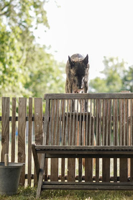 Mam Freddie kan in en uit het puppy park