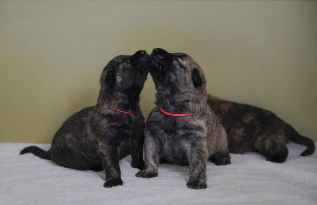Hee jij hier. Pups gaan elkaar perongeluk ontdekken