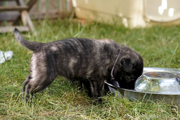 teefje paars