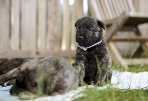 dag 29 teefje paars. Ik noem haar princess Purple