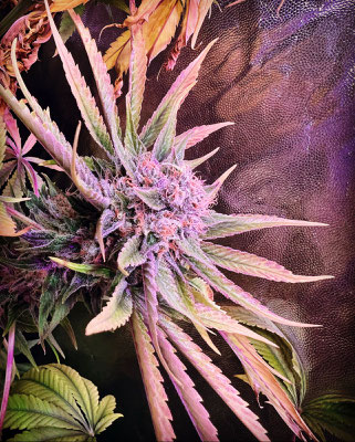 fotos de cultivo led seguimiento potencyled