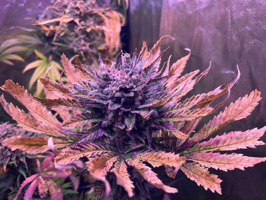 fotos de cultivo led seguimiento potencyled