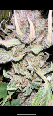 fotos de cultivo led seguimiento potencyled